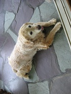 George and Carline's dog