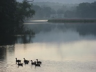 The ducks take flight to the water on Route 183, on the way to Tanglewood
