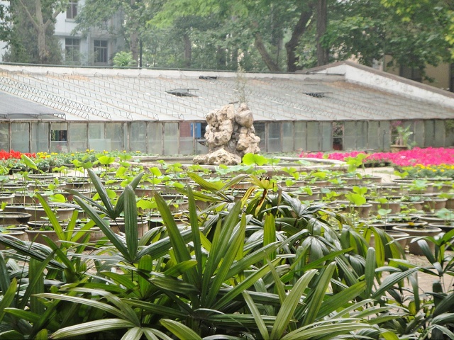 Greenhouse and cultivation area