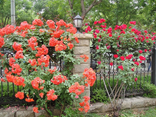 The front fence at BLCU