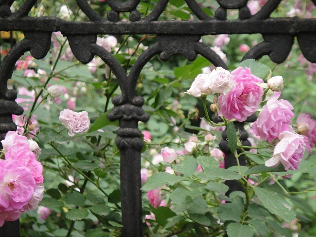 Fairy roses