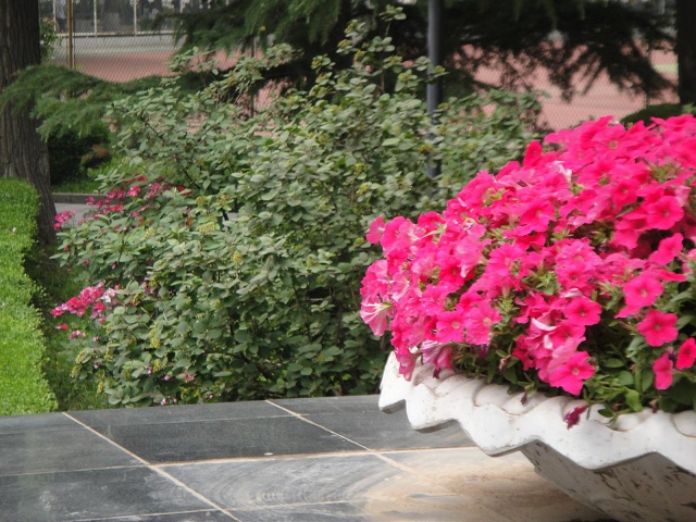 Pots in front of the library, with garden bed behind
