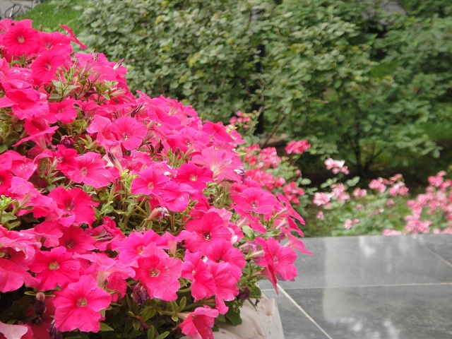 DSC00241-1600