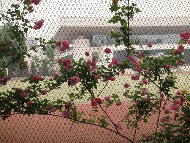 The sports ground is entirely surrounded by roses of many colors